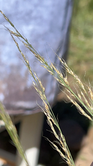Arrhenatherum elatius
