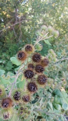 Arctium lappa