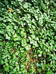 Nasturtium officinale