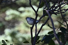 Setophaga pensylvanica