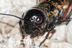 Gryllus campestris