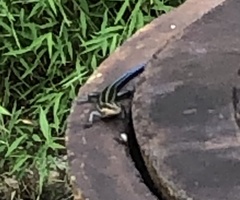 Plestiodon fasciatus