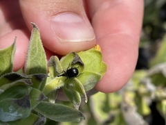 Haplorhynchites aeneus