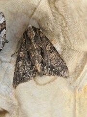 Apamea monoglypha