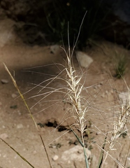 Elymus elymoides