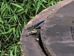 Plestiodon fasciatus