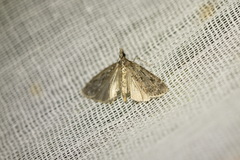 Eudonia truncicolella