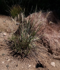 Elymus elymoides