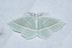 Campaea margaritaria