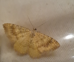 Camptogramma bilineata