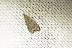 Eudonia truncicolella