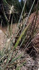 Elymus elymoides