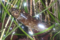 Paraclinus integripinnis