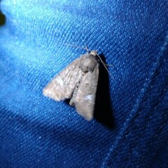 Mesoligia furuncula