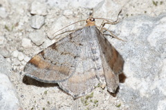 Macaria liturata