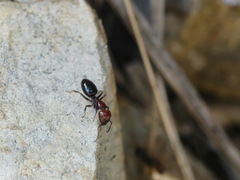 Camponotus lateralis