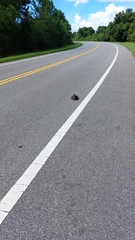 Trachemys scripta scripta