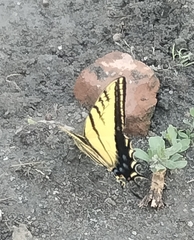 Papilio multicaudata