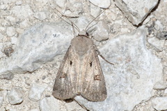 Agrotis exclamationis