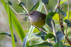 Geothlypis tolmiei