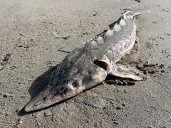 Acipenser medirostris