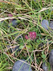 Thymus praecox britannicus