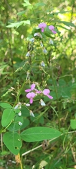 Desmodium glabellum