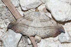 Laspeyria flexula