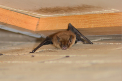 Myotis