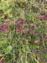 Thymus praecox britannicus