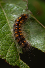 Acronicta auricoma