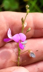 Desmodium glabellum
