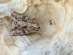 Apamea monoglypha