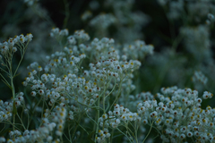 Anaphalis margaritacea