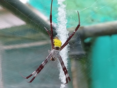 Argiope aetherea