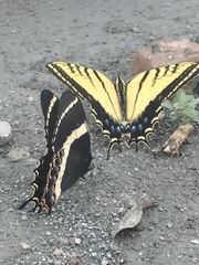 Papilio multicaudata