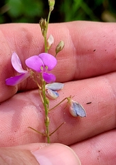 Desmodium glabellum