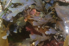 Paraclinus integripinnis