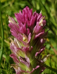 Castilleja lemmonii