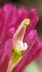 Castilleja lemmonii