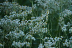 Anaphalis margaritacea