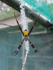 Argiope aetherea