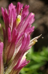 Castilleja lemmonii