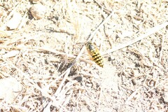 Vespula pensylvanica