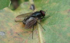 Hydrotaea dentipes
