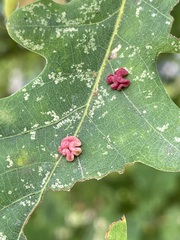 Neuroterus albipes