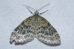 Acasis viretata