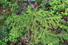 Picea abies