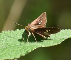 Oligoria maculata