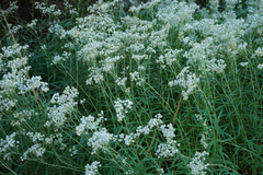 Anaphalis margaritacea